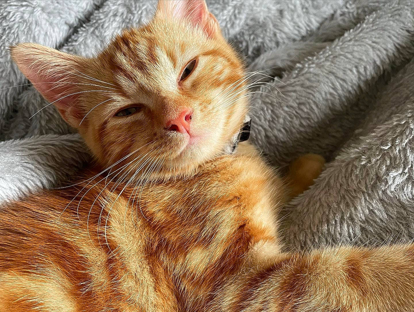 Gimli Wotsit is registered to the contest to win money with this photo: carnivore, cat, claw, comfort, domestic_short_haired_cat, ear, fawn, felidae, fur, paw, small_to_medium_sized_cats, snout, tail, whiskers, wildlife