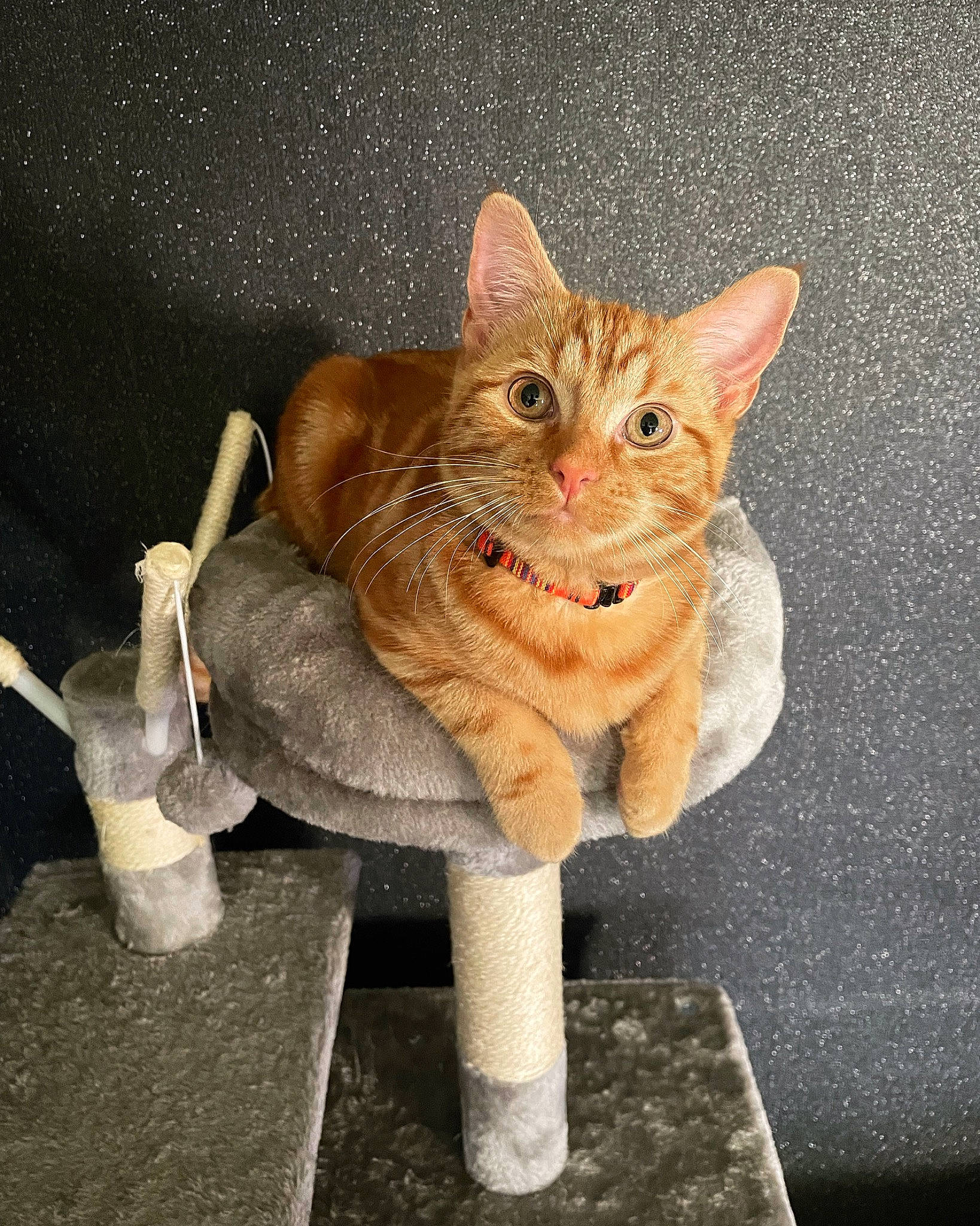 Gimli Wotsit is registered to the contest to win money with this photo: art, carnivore, cat, domestic_short_haired_cat, fawn, felidae, fur, paw, sitting, small_to_medium_sized_cats, snout, still_life_photography, tail, terrestrial_animal, toy, whiskers, window, wood