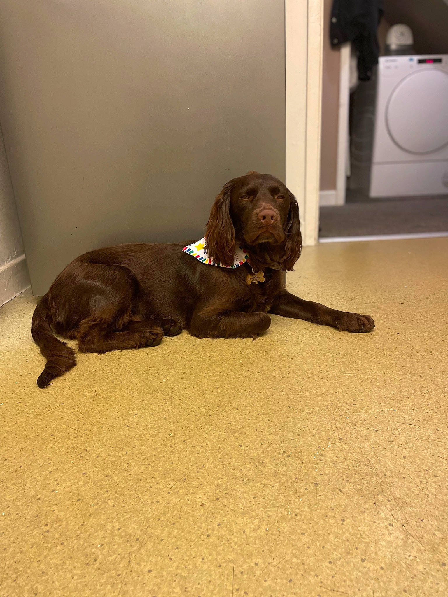 Atlas is registered to the contest to win money with this photo: carnivore, clothes_dryer, comfort, companion_dog, dog, dog_breed, dog_collar, fawn, floor, flooring, gun_dog, hardwood, home_appliance, laundry_room, liver, sporting_group, tail, washing_machine, wood, working_animal