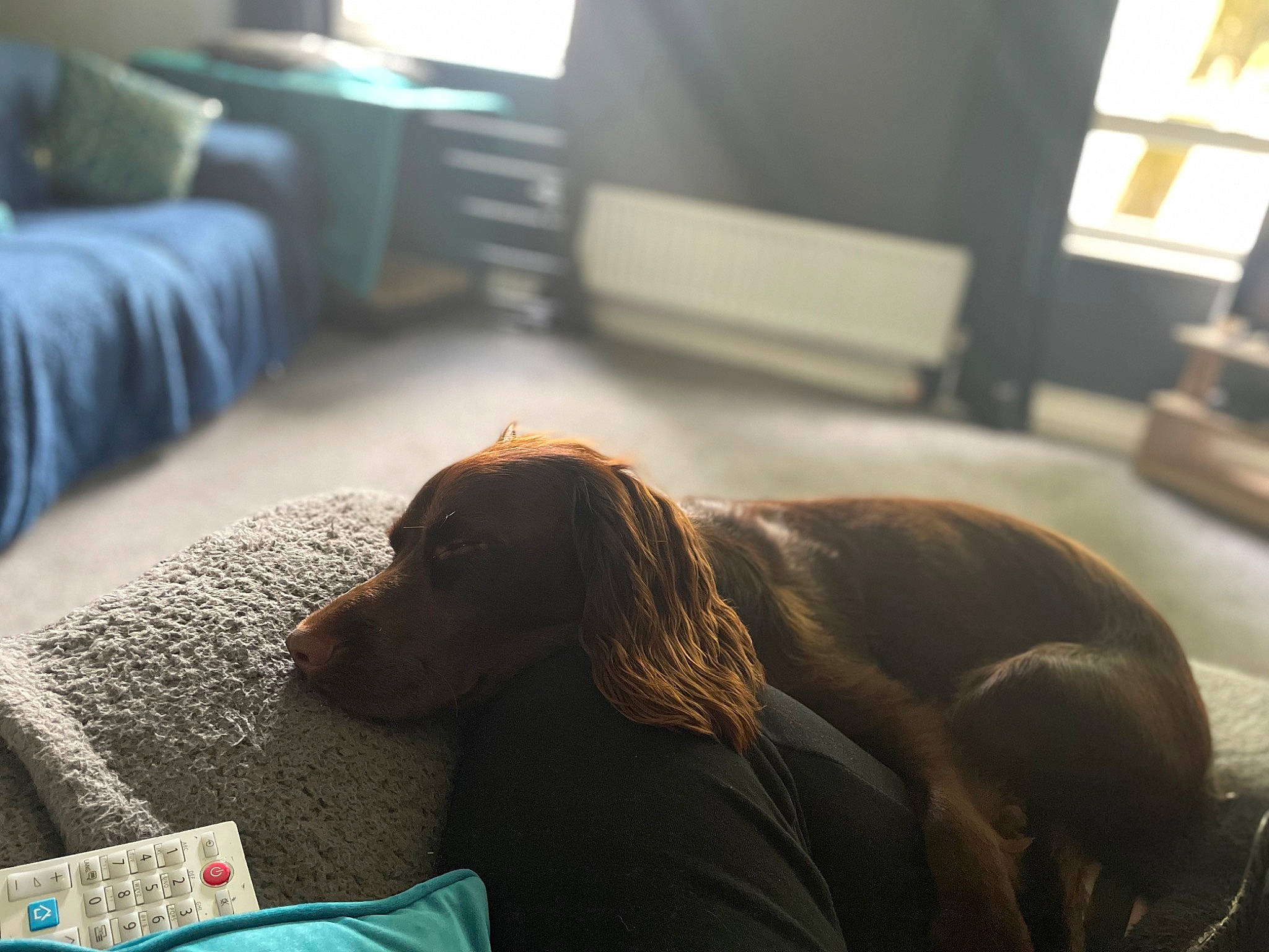 Atlas is registered to the contest to win money with this photo: carnivore, comfort, companion_dog, dog, dog_breed, fawn, floor, flooring, grey, hardwood, interior_design, linens, liver, mammal, morning, room, snout, window, wood, working_animal