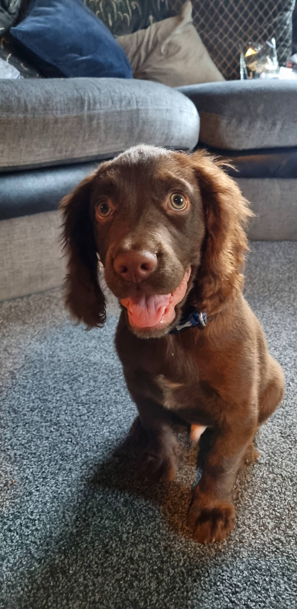 Atlas joined the competition — help win amazing prizes! canidae, carnivore, companion_dog, dog, dog_breed, fang, fawn, flooring, fur, gun_dog, hunting_dog, liver, pointing_breed, retriever, snout, spaniel, sporting_group, whiskers, working_animal