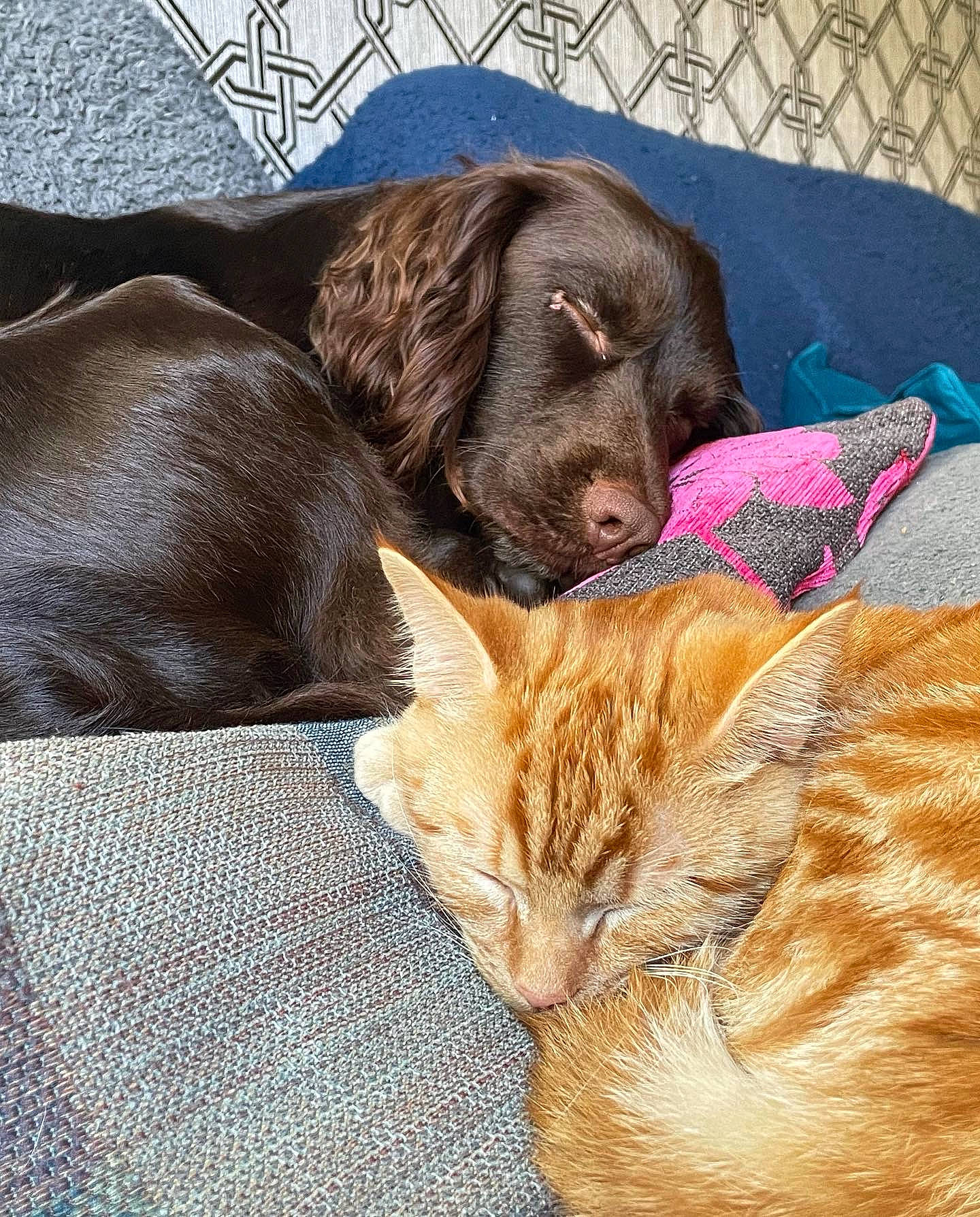 Atlas joined the competition — help win amazing prizes! carnivore, cat, comfort, companion_dog, dog, dog_breed, domestic_short_haired_cat, fawn, felidae, fur, liver, pet_supply, small_to_medium_sized_cats, snout, sporting_group, tail, terrestrial_animal, whiskers, working_animal, wrinkle