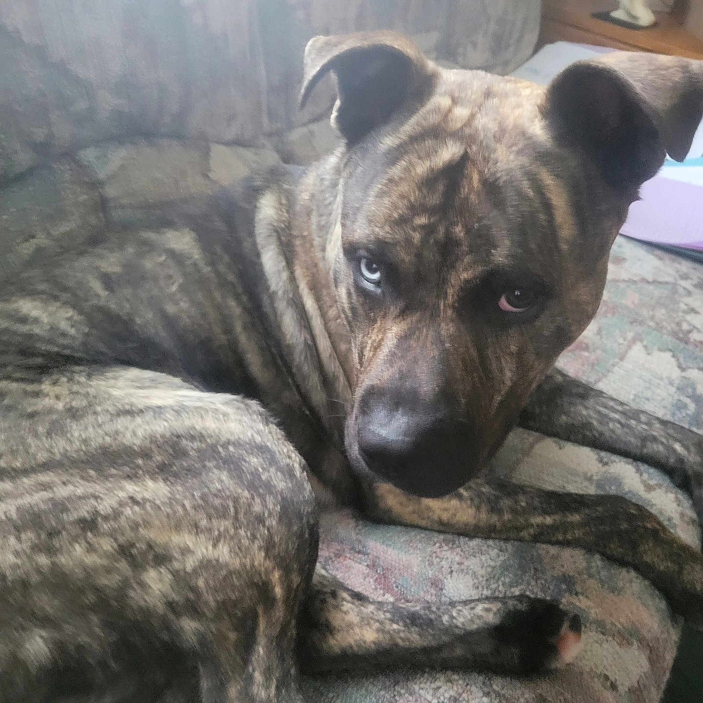 Kohduh is registered to the contest to win money with this photo: animal, blue_eye, brindle, brown_eye, canine, couch, dog, domestic_animal, ears, four_legs, fur, indoor, living_room, looking_up, mixed_breed, paw, pet, relaxed, resting, snout