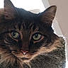 Figaro is registered to the contest to win money with this photo: cat, feline, portrait, close_up, fluffy, long_hair, tortoiseshell, green_eyes, whiskers, ears, nose, fur, pet, indoor, window, backlit, staring, animal, face, photography