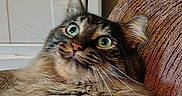 Figaro joined the competition — help win amazing prizes! cat, tortoiseshell, furry, fluffy, green_eyes, whiskers, ears, animal, pet, close_up, portrait, indoor, chair, cushion, brown, black, cream, relaxed, staring, funny