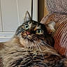 cat, tortoiseshell, furry, fluffy, green_eyes, whiskers, ears, animal, pet, close_up, portrait, indoor, chair, cushion, brown, black, cream, relaxed, staring, funny
