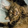 cat, tabby, fluffy, long_hair, feline, pet, animal, whiskers, green_eyes, smiling, lying_down, upside_down, relaxed, playful, indoors, blanket, close_up, portrait, fur, cute