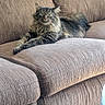 Figaro is registered to the contest to win money with this photo: cat, long_hair, fluffy, feline, pet, animal, green_eyes, whiskers, pointed_ears, striped_fur, tabby, lounging, lying_down, indoor, living_room, recliner, furniture, upholstery, portrait, relaxed