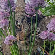 Alvin joined the competition — help win amazing prizes! cat, tabby, flower, purple_flower, bee, nature, close_up, greenery, plant, outdoor, curious, pet, animal, whiskers, feline, garden, stem, leaf, soft_light, background_blur