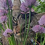 cat, tabby, flower, purple_flower, bee, nature, close_up, greenery, plant, outdoor, curious, pet, animal, whiskers, feline, garden, stem, leaf, soft_light, background_blur