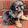 animal, background, brick_wall, colorful, curious, cute, dog, eyes, fluffy, fur, muzzle, outdoor, paw, pet, portrait, puppy, sitting, small, texture, young