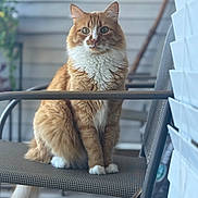 Kratos joined the competition — help win amazing prizes! cat, orange_cat, white_fur, sitting, chair, outdoor, porch, furniture, pet, animal, fluffy, looking_at_camera, domestic_cat, feline, paws, tail, blurred_background, daylight, calm, home