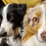 Patch Et Josko a rejoint le concours — aidez-le/la à gagner de superbes lots ! animal, australian_shepherd, black_and_white, blue_eyes, border_collie, brown_and_white, brown_eyes, closeup, companion, cute, dog, domestic, floor, fur, indoor, lying_down, pet, portrait, tile, two_dogs