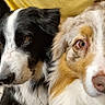 animal, australian_shepherd, black_and_white, blue_eyes, border_collie, brown_and_white, brown_eyes, closeup, companion, cute, dog, domestic, floor, fur, indoor, lying_down, pet, portrait, tile, two_dogs