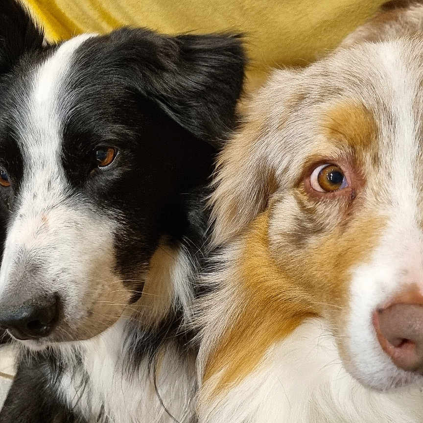 Patch Et Josko a rejoint le concours — aidez-le/la à gagner de superbes lots ! animal, australian_shepherd, black_and_white, blue_eyes, border_collie, brown_and_white, brown_eyes, closeup, companion, cute, dog, domestic, floor, fur, indoor, lying_down, pet, portrait, tile, two_dogs