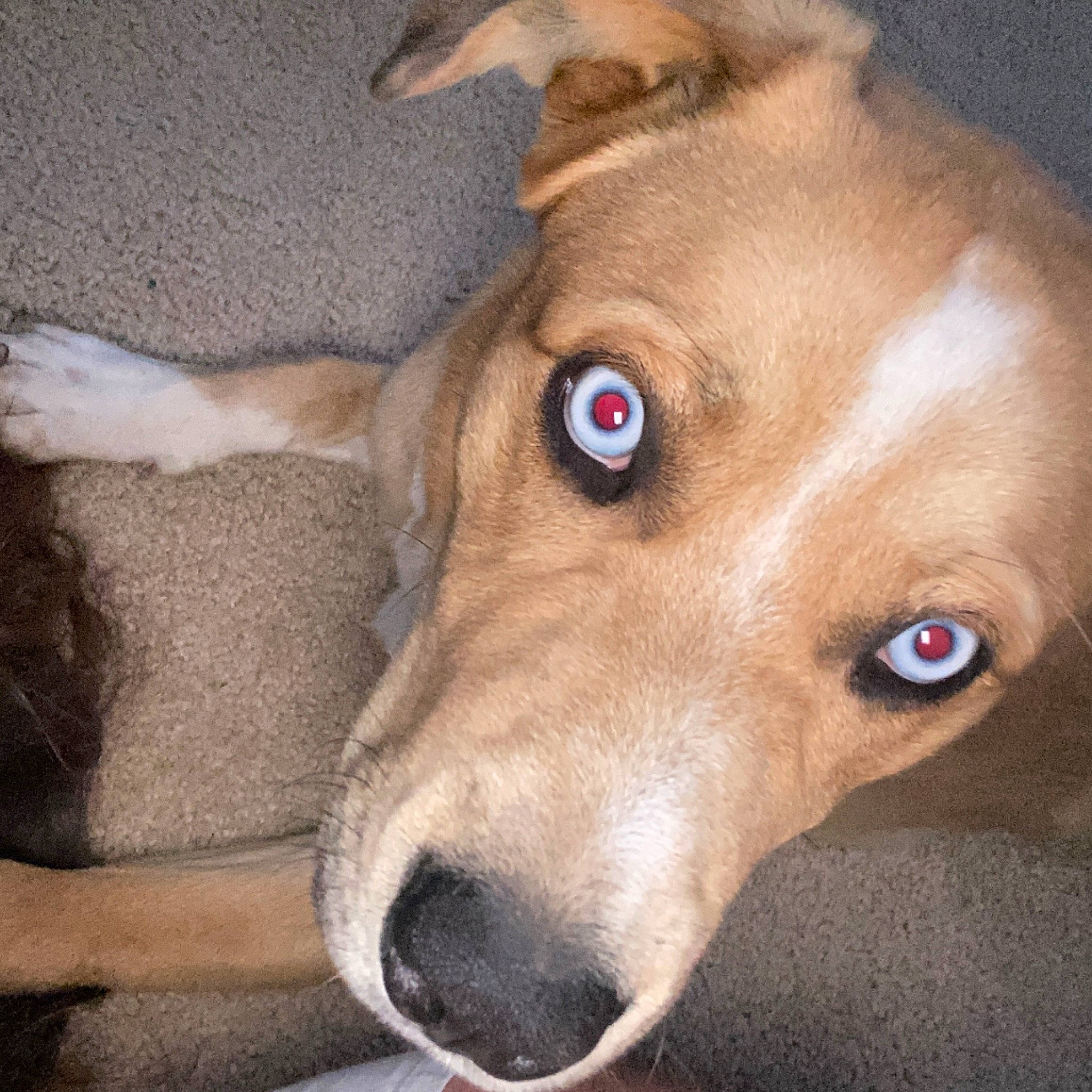 Kody joined the competition — help win amazing prizes! canidae, carnivore, collar, companion_dog, dog, dog_breed, dog_supply, ear, eye, fawn, fur, hunting_dog, jaw, liver, non_sporting_group, snout, sporting_group, terrestrial_animal, whiskers, working_animal