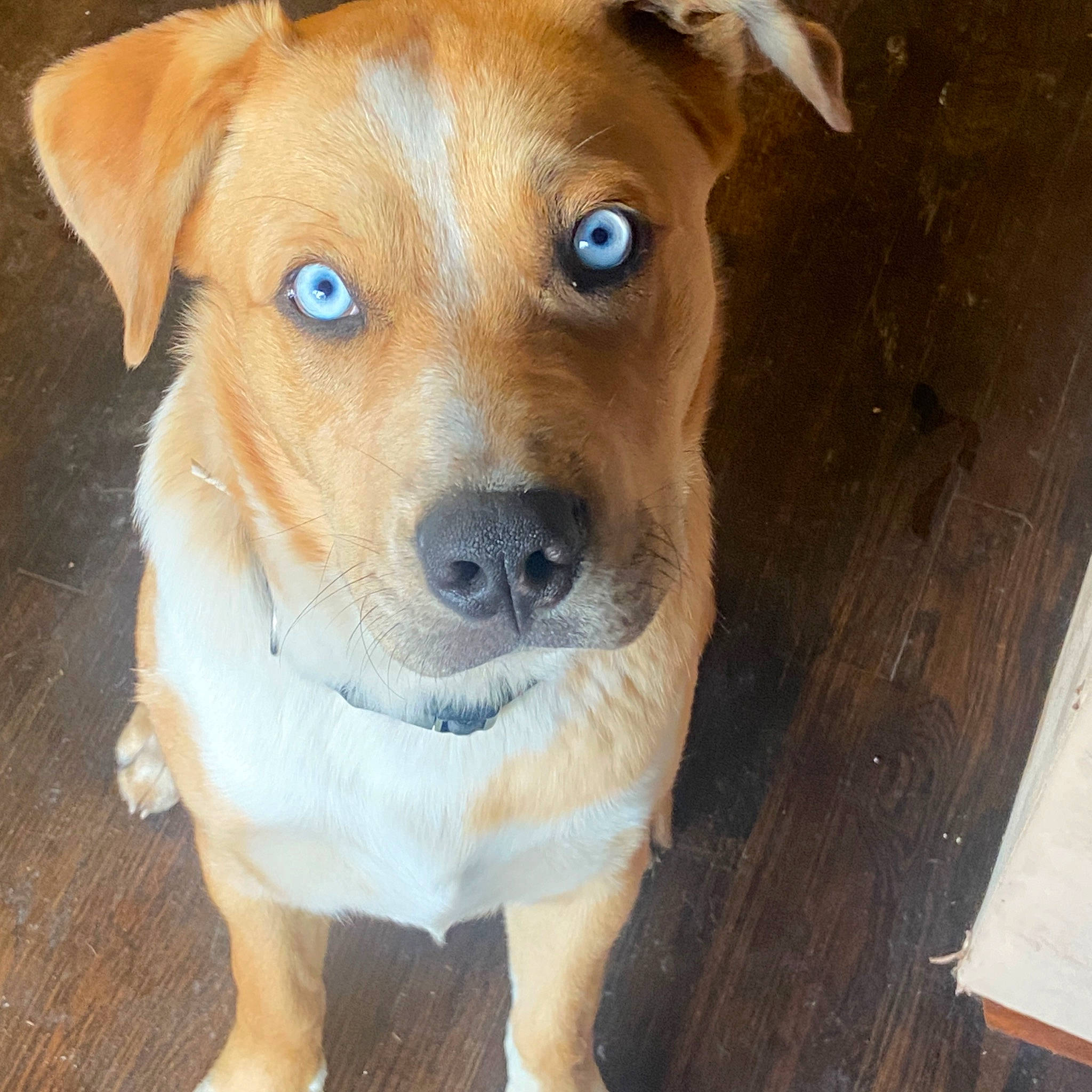 Kody joined the competition — help win amazing prizes! canidae, carnivore, collar, companion_dog, dog, dog_breed, dog_collar, dog_supply, ear, fawn, hardwood, pet_supply, plank, snout, sporting_group, varnish, whiskers, wood, wood_stain, working_animal