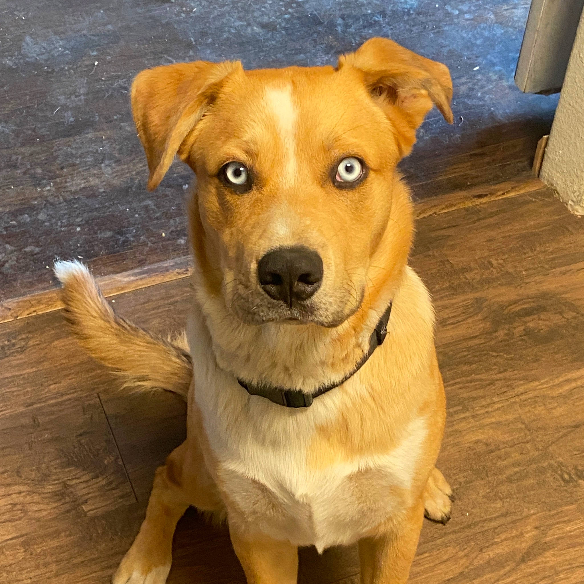 Kody joined the competition — help win amazing prizes! canidae, carnivore, collar, companion_dog, dog, dog_breed, dog_collar, dog_supply, fawn, fur, hardwood, paw, pet_supply, plant, snout, sporting_group, whiskers, wood, wood_stain, working_animal