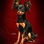 Destiny is registered to the contest to win money with this photo: alert, animal, black_dog, canine, cute, dog, fluffy_ears, fur, indoor, large_ears, paw, pet, portrait, posing, red_background, sitting, small_dog, studio_shot, tan_markings, velvet