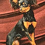 Destiny is registered to the contest to win money with this photo: animal, background, black_and_tan, canine, close_up, cute, dog, ears, expression, fancy, fur, indoors, looking_away, mammal, pet, portrait, sitting, small_dog, studio, texture