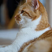 Owen a rejoint le concours — aidez-le/la à gagner de superbes lots ! cat, orange_cat, white_fur, side_profile, close_up, pet, animal, whiskers, ears, fur, relaxed, indoor, lying_down, portrait, domestic_cat, feline, soft_texture, background_blur, focus, serene