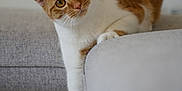Owen participe au concours pour gagner de l'argent avec cette photo : cat, orange_cat, white_cat, pet, curious, couch, furniture, indoor, domestic_animal, whiskers, paw, stretching, fur, ears, eyes, nose, animal, mammal, portrait, relaxed