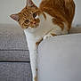 animal, cat, couch, curious, domestic_animal, ears, eyes, fur, furniture, indoor, mammal, nose, orange_cat, paw, pet, portrait, relaxed, stretching, whiskers, white_cat