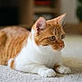 alert, animal, carpet, cat, closeup, domestic_animal, ears, feline, focused, fur, indoor, living_room, lying_down, orange_cat, paws, pet, portrait, soft_light, whiskers, white_cat