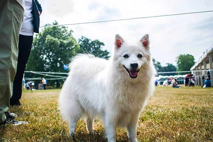 Gracie