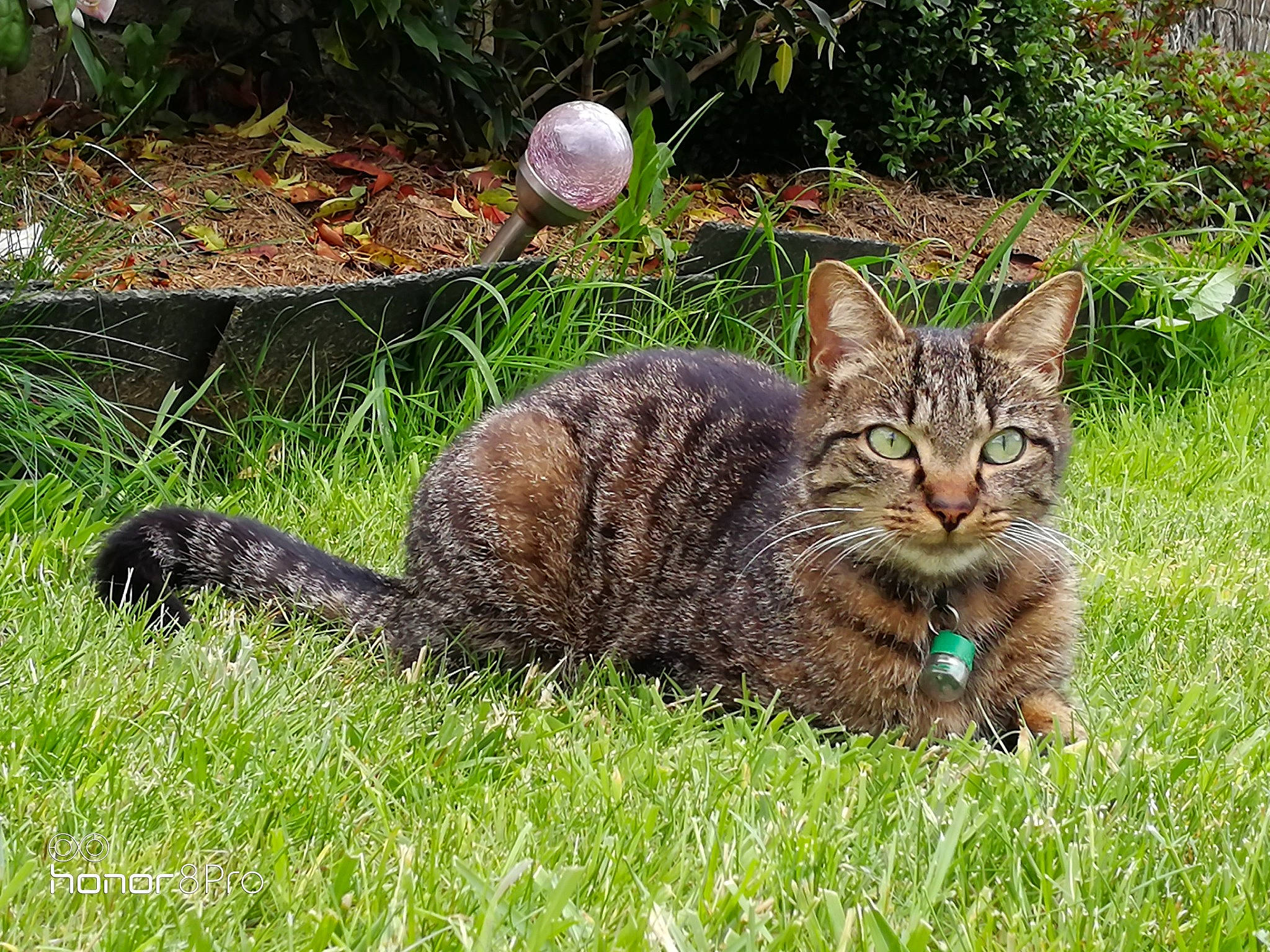 Fangio participe au concours pour gagner de l'argent avec cette photo : carnivore, cat, domestic_short_haired_cat, felidae, fur, grass, grassland, groundcover, plant, small_to_medium_sized_cats, tail, terrestrial_animal, tree, whiskers, wildlife