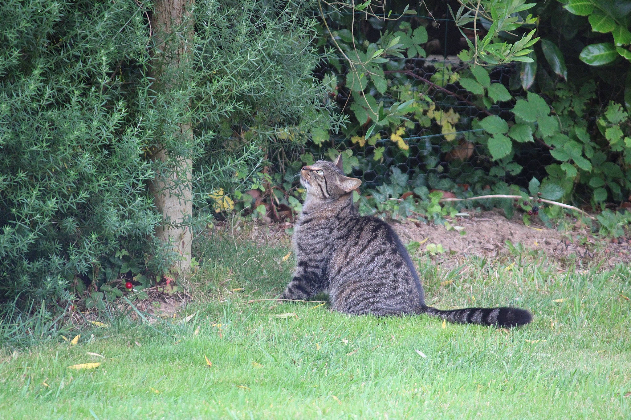 Fangio a rejoint le concours — aidez-le/la à gagner de superbes lots ! carnivore, cat, domestic_short_haired_cat, felidae, fur, grass, grassland, groundcover, jungle, landscape, lynx, plant, shrub, small_to_medium_sized_cats, snout, tail, terrestrial_animal, tree, whiskers, wildlife