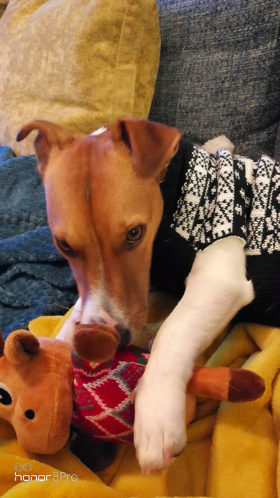 Rouky a rejoint le concours — aidez-le/la à gagner de superbes lots ! abdomen, canidae, carnivore, comfort, companion_dog, dog, dog_breed, dog_sports, dog_supply, fawn, fur, human_leg, pattern, paw, snout, sporting_group, thigh, toy, whiskers, working_animal