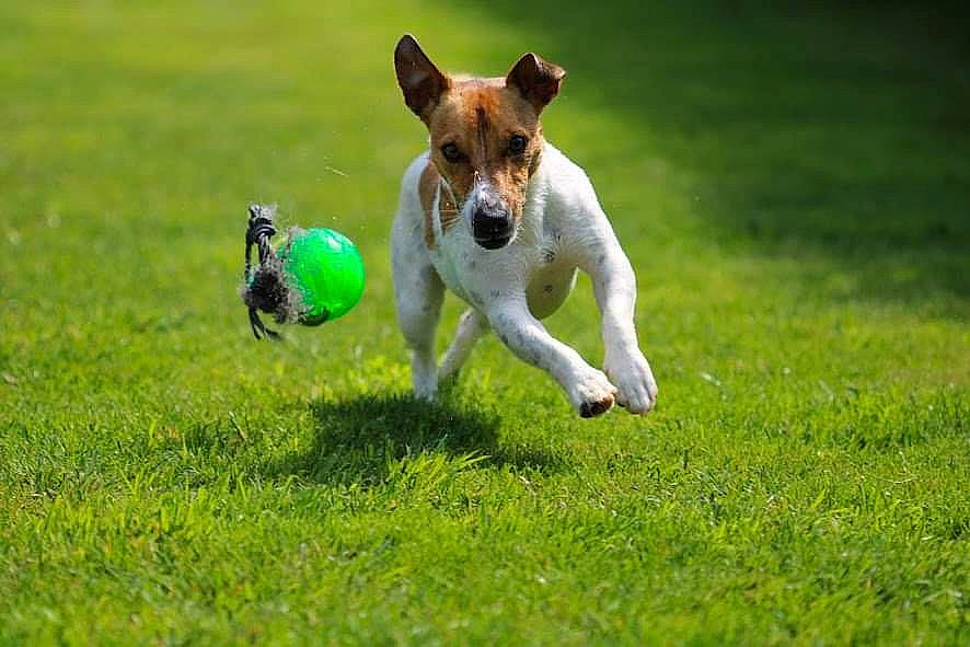 Rouky participe au concours pour gagner de l'argent avec cette photo : ball, carnivore, companion_dog, dog, dog_breed, dog_sports, dog_toy, grass, grassland, happy, lawn, meadow, pasture, plant, sports_toy, tail, tennis_ball, terrestrial_animal, terrier, working_dog