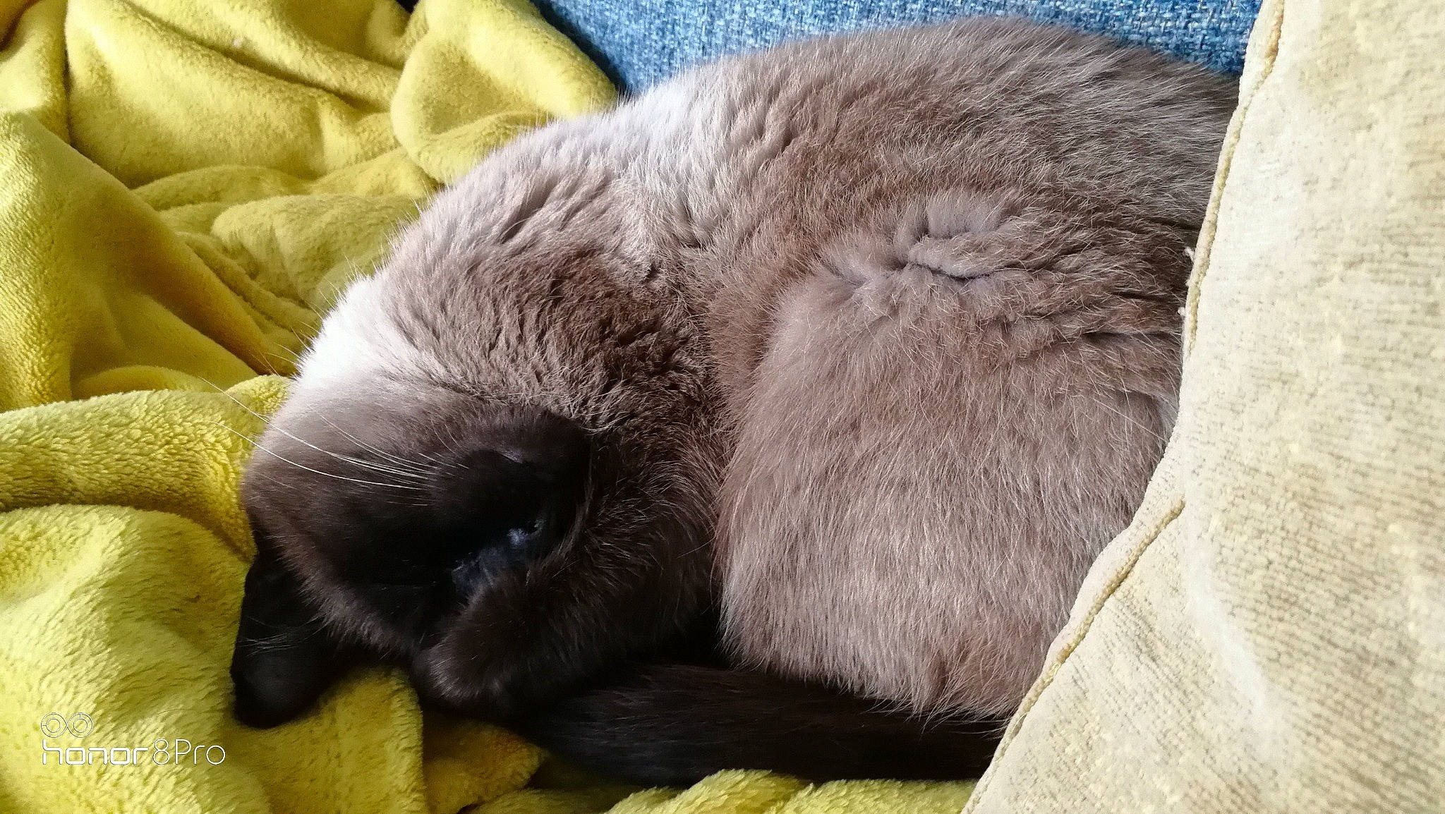 Pouchkine a rejoint le concours — aidez-le/la à gagner de superbes lots ! canidae, carnivore, cat, cat_bed, claw, comfort, dog_breed, domestic_short_haired_cat, fawn, felidae, fur, nap, paw, small_to_medium_sized_cats, snout, sporting_group, tail, terrestrial_animal, whiskers, working_animal