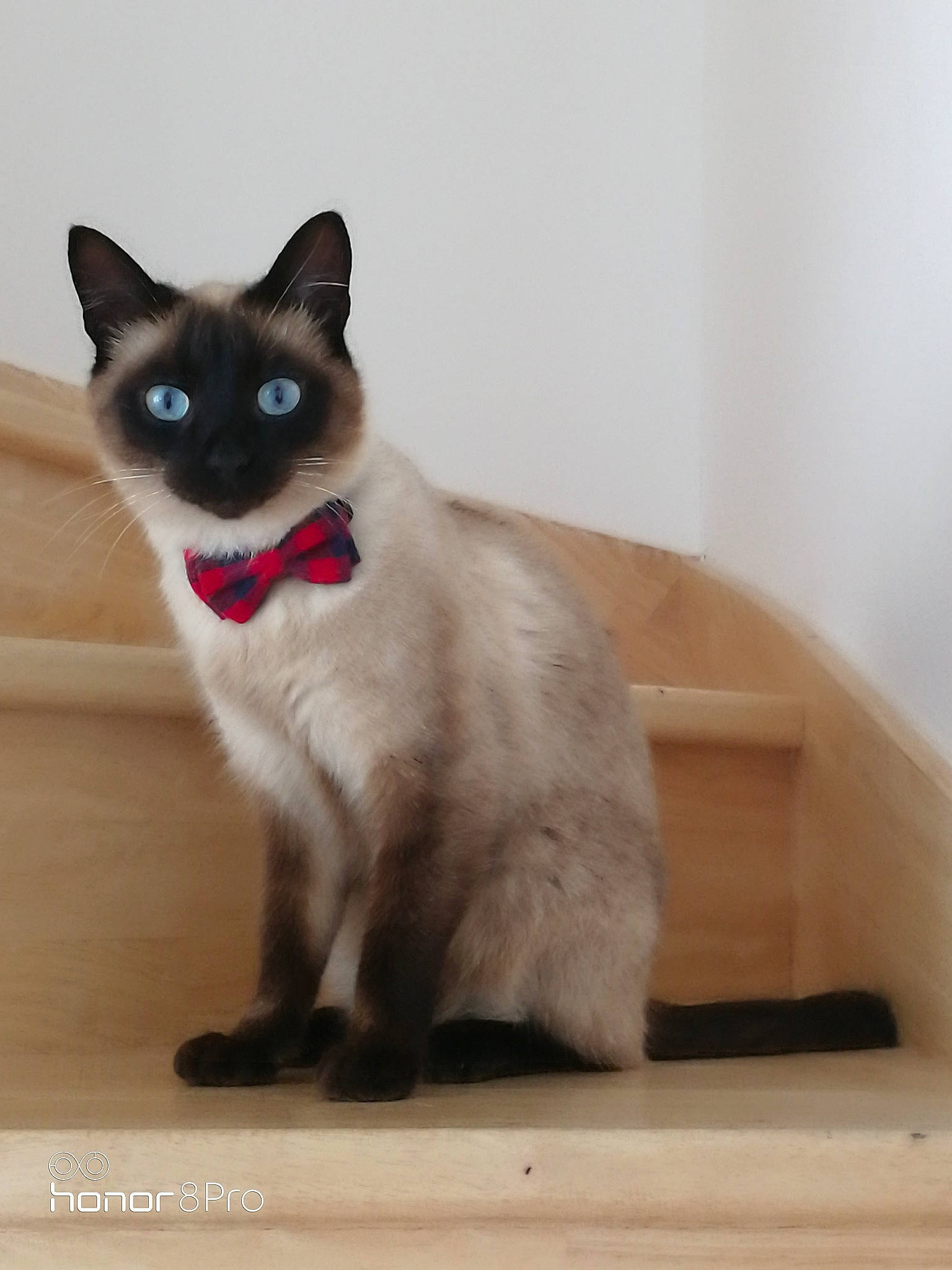 Pouchkine participe au concours pour gagner de l'argent avec cette photo : carnivore, cat, domestic_short_haired_cat, electric_blue, fawn, felidae, flooring, foot, fur, hardwood, iris, paw, siamese, small_to_medium_sized_cats, snout, tail, thai, whiskers, wood