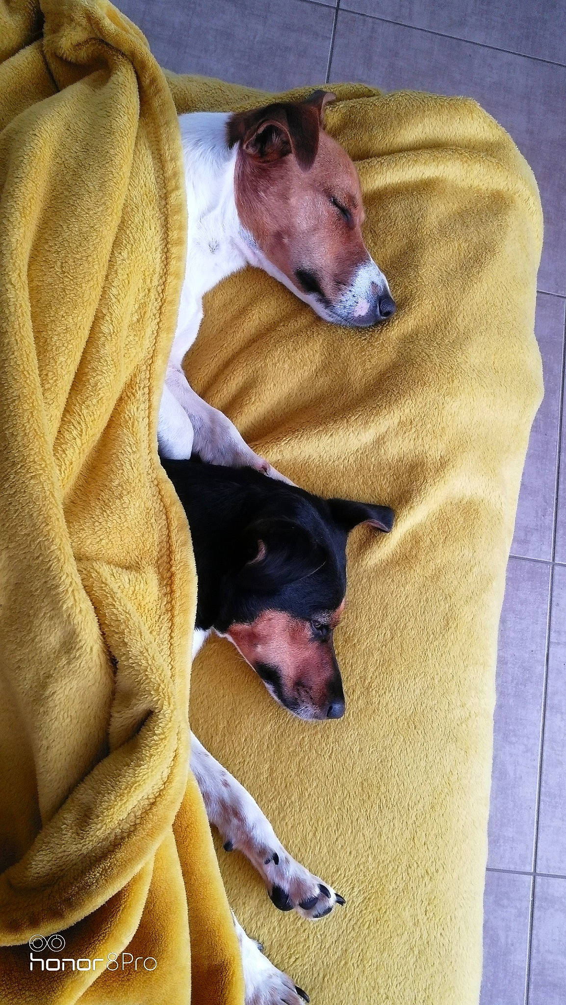 Spica participe au concours pour gagner de l'argent avec cette photo : canidae, carnivore, comfort, companion_dog, dog, dog_breed, dog_supply, fawn, foot, fur, guard_dog, linens, paw, pinscher, sighthound, sleeve, snout, sporting_group, toy_dog, working_animal