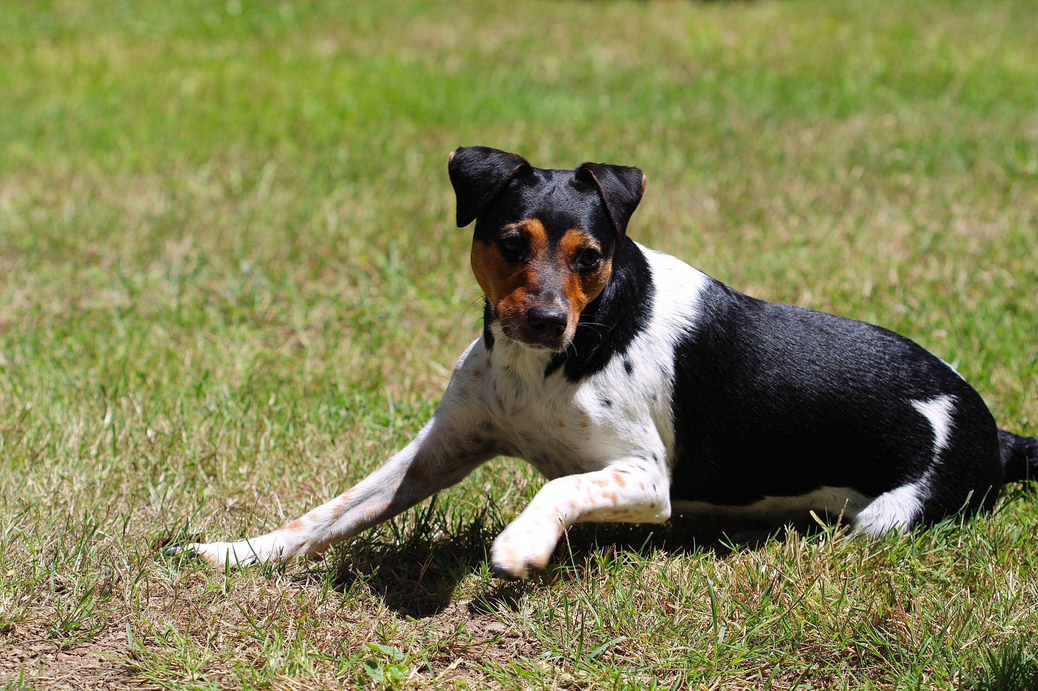 Spica a rejoint le concours — aidez-le/la à gagner de superbes lots ! art, canidae, carnivore, companion_dog, dog, dog_breed, grass, grassland, plant, puppy, snout, sporting_group, terrestrial_animal, terrier, toy, working_animal, working_dog