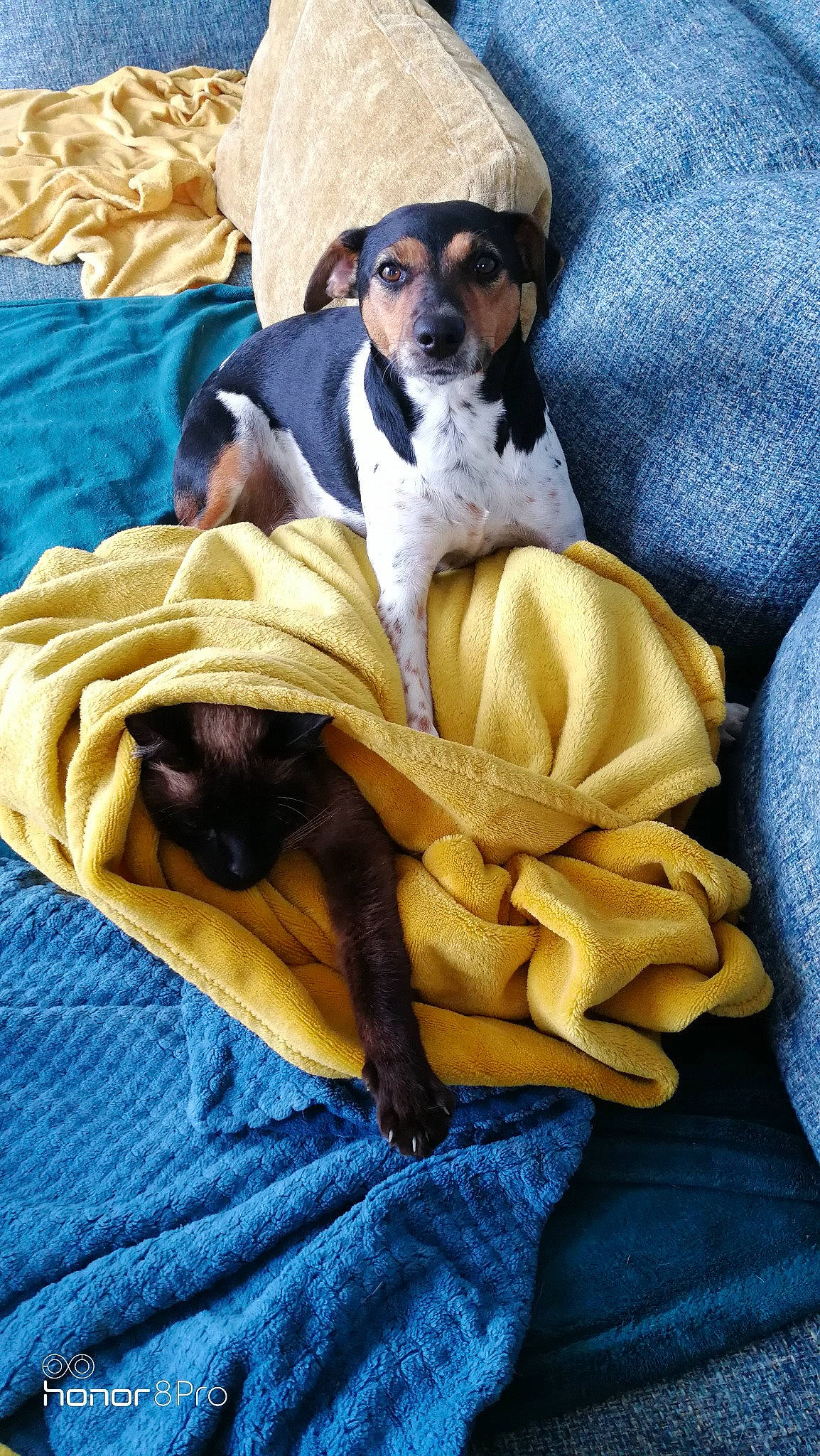 Spica a rejoint le concours — aidez-le/la à gagner de superbes lots ! art, bedding, bedtime, canidae, carnivore, comfort, companion_dog, dog, dog_breed, fawn, fur, hat, linens, nap, painting, paw, sitting, sporting_group, toy_dog, working_animal