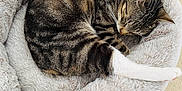 Mr Snuggles joined the competition — help win amazing prizes! cat, tabby, sleeping, pet_bed, furry, cozy, nap, animal, domestic_cat, whiskers, paws, relaxation, cute, fur, resting, indoor, comfort, soft, circular_bed, striped