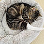 cat, tabby, sleeping, pet_bed, furry, cozy, nap, animal, domestic_cat, whiskers, paws, relaxation, cute, fur, resting, indoor, comfort, soft, circular_bed, striped
