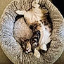 cat, tabby, pet_bed, fluffy, sleeping, relaxed, indoor, cozy, feline, paw, fur, resting, animal, cute, comfort, bed, soft, domestic_cat, mammal, whiskers