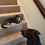 Mr Snuggles joined the competition — help win amazing prizes! cat, dog, stairs, carpet, indoor, pet, tabby_cat, brown_dog, animal, home, curious, relaxed, looking, side_view, furniture, wall, wooden_railing, quiet, domestic, companions