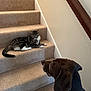 cat, dog, stairs, carpet, indoor, pet, tabby_cat, brown_dog, animal, home, curious, relaxed, looking, side_view, furniture, wall, wooden_railing, quiet, domestic, companions