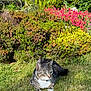 cat, tabby, grass, garden, flowers, greenery, outdoor, sunlight, nature, pet, animal, relaxing, summer, colorful, bushes, flora, peaceful, daylight, mammal, domestic