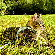Snuggles joined the competition — help win amazing prizes! animal, cat, closeup, cute, daylight, feline, field, flora, grass, greenery, harness, mammal, nature, outdoor, pet, resting, summer, sunlight, tabby_cat, whiskers
