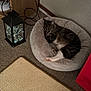 cable, carpet, cat, cat_bed, cords, corner, cozy, fairy_lights, indoor, lantern, night_light, paw, pet_bed, scratching_pad, sleeping_cat, soft_material, striped_fur, tv_stand, wall, wooden_table