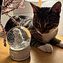 bedside, cat, close_up, cozy, curious, decoration, indoor, lamp, lamp_shade, paw, pink_flowers, portrait, reflective_object, snow_globe, striped_fur, tabby, table, whiskers, white_paw, wood_surface