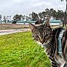 Snuggles is registered to the contest to win money with this photo: animal, cat, close_up, cloudy, curious, domestic_cat, farm, feline, field, green_grass, harness, nature, outdoor, pet, portrait, sky, tabby, trees, whiskers, window