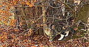Snuggles is registered to the contest to win money with this photo: animal, autumn, branches, brown, camouflage, cat, curious, forest_floor, green_grass, leaves, mammal, nature, orange, outdoor, pet, sunlight, tabby_cat, tree_trunk, walking, wildlife