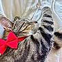 bed, bedding, cat, close_up, collar, cozy, domestic_animal, ear, fur, nap, nose, paw, pet, portrait, red_bow, sleeping, stripes, tabby_cat, whiskers, white_sheet